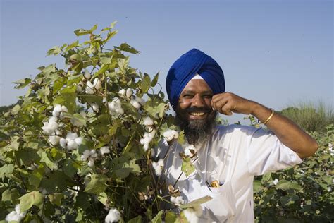After the Green Revolution Bt Cotton in India